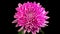 Beautiful pink chrysanthemum flower opening