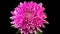 Beautiful pink chrysanthemum flower opening