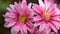 Beautiful Pink Chrysanthemum Flower with Water Droplets - AI generated