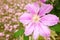 Beautiful pink clematis blooming in early spring