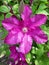 Beautiful pink clematis close-up