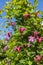 Beautiful pink clematis close-up outdoors.