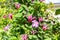 Beautiful pink clematis close-up outdoors.