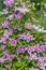 Beautiful pink clematis close-up outdoors. Clematis cultivar `Piilu`