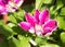 Beautiful Pink Clematis with a large flowerhead in full bloom.