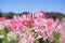 Beautiful pink cleome spinosa or spider flower in the garden for background