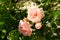 Beautiful, pink, climbing rose