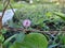 Beautiful pink color flower and Leaves of Sensitive Plant grow in a empty ground of India