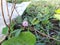 Beautiful pink color flower and Leaves of Sensitive Plant grow in a empty ground of India