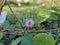 Beautiful pink color flower and Leaves of Sensitive Plant grow in a empty ground of India