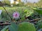 Beautiful pink color flower and Leaves of Sensitive Plant grow in a empty ground of India