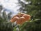 Beautiful pink color flower Sphaeralcea bonariensis - Globemallow - Argentina