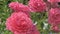 beautiful pink color roses blossom bush in garden . close up