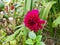 Beautiful pink color Shadow Cat or Dahlia Flower grow in a desi indian garden