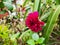 Beautiful pink color Shadow Cat or Dahlia Flower grow in a desi indian garden
