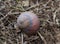 A beautiful pink color shell surface of a dead land snail on the ground