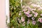 Beautiful pink colored petunias flowers with sunlight in the garden. Petunia flowers in the garden. Petunias wave