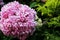 Beautiful Pink colors of Hydrangea Flowers is a genus of many species of flowering plants