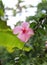 A beautiful pink coloured hibiscus flower