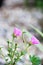 Beautiful pink Common Purslane, Verdolaga or Pigweed, Little Hogweed
