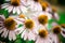 Beautiful pink coneflowers in full bloom in the summer