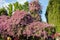 Beautiful pink Congea tomentosa tree in the garden.may be called Wooly Congea,Shower Orchid,krua on