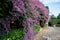 Beautiful pink Congea tomentosa tree in the garden.may be called Wooly Congea,Shower Orchid,krua on