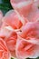 Beautiful Pink or coral begonia flowers background, vertical image