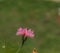 Beautiful Pink  corn flower blooming in the garden