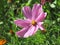 Beautiful pink cosmees, daisy family, asteraceae
