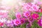 Beautiful pink cosmos flower in garden