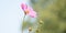 Beautiful pink cosmos flowers blooming in garden in panorama Bokeh background. Long cover or social media