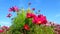 Beautiful pink cosmos flowers and sky