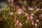 A beautiful pink cranberry flowers in a natural habitat of swamp. Spring scenery of wetlands