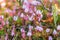 A beautiful pink cranberry flowers in a natural habitat of swamp. Spring scenery of wetlands