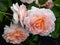 Beautiful pink-cream-apricot rose `Schloss Eutin` with double, cupped blooms in clusters with many petals that they resemble