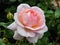 Beautiful pink-cream-apricot rose `Schloss Eutin` with double, cupped blooms in clusters with many petals that they resemble