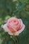 Beautiful pink cream rose