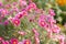 Beautiful pink and crimson chrysanthemums bloom in autumn