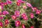 Beautiful pink and crimson chrysanthemums bloom in autumn