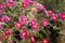 Beautiful pink and crimson chrysanthemums bloom in autumn