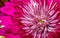 Beautiful pink Dahlia flower