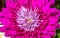 Beautiful pink Dahlia flower
