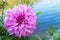 Beautiful pink Dahlia flower blossom, green leaves and blue water. fresh floral natural background.