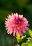 Beautiful pink dahlia flower in the garden. Vertical crop