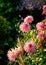 Beautiful pink dahlia flowers in the garden. Vertical crop. Closeup. Copy space