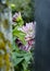 Beautiful pink dahlia in garden. A picture of the beautiful pink dahlia