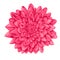 Beautiful pink dahlia isolated on white background.