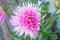 Beautiful pink dahlia Park Princess flower in summer garden