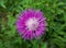 Beautiful pink daisy thistle type of flower against green foliage background